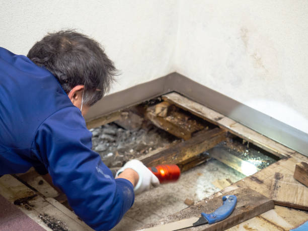 Best Mold Removal Process  in Hamilton, OH