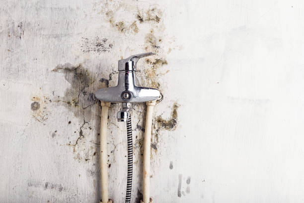 Best Emergency Mold Removal  in Hamilton, OH