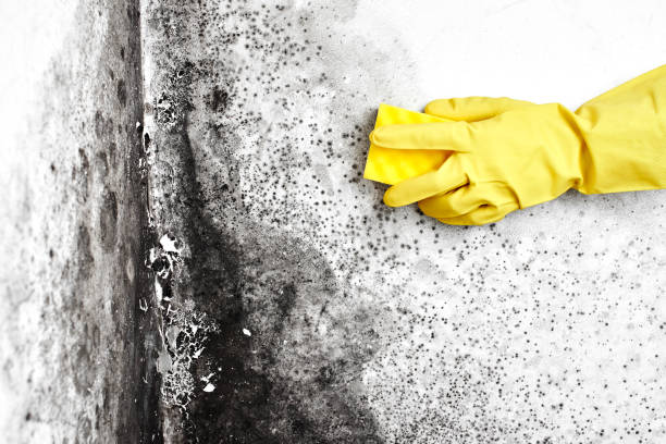 Best Certified Mold Removal  in Hamilton, OH