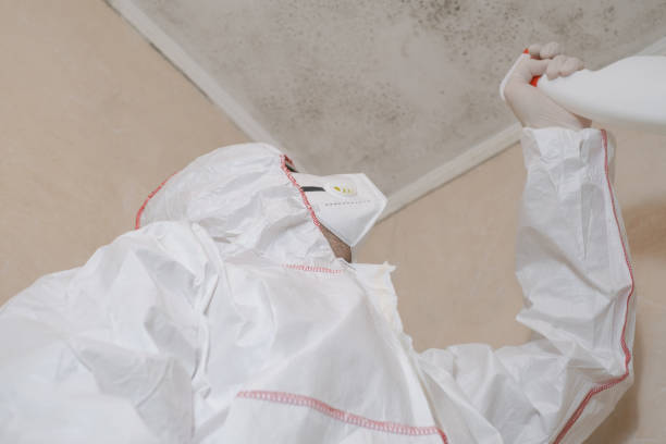 Best Affordable Mold Removal  in Hamilton, OH