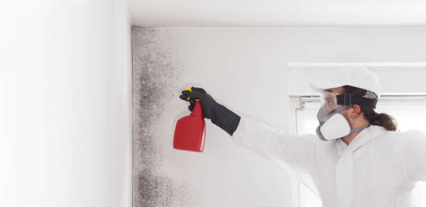 Best Black Mold Removal  in Hamilton, OH