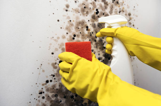 Best Professional Mold Removal  in Hamilton, OH
