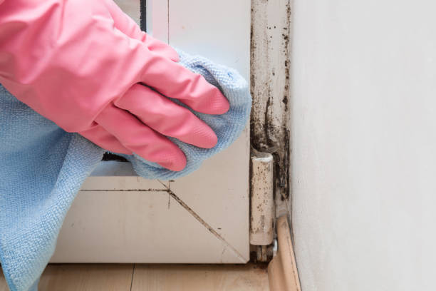 Best Mold Testing  in Hamilton, OH