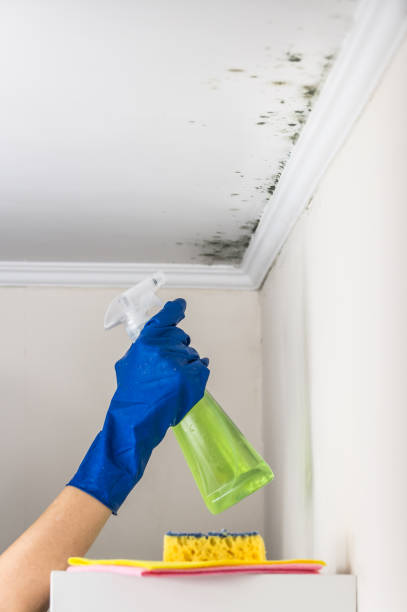 Best Commercial Mold Removal  in Hamilton, OH
